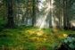 image nature foret